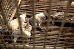 南充花好動物園盛大開園，科學飼養打造動物樂園